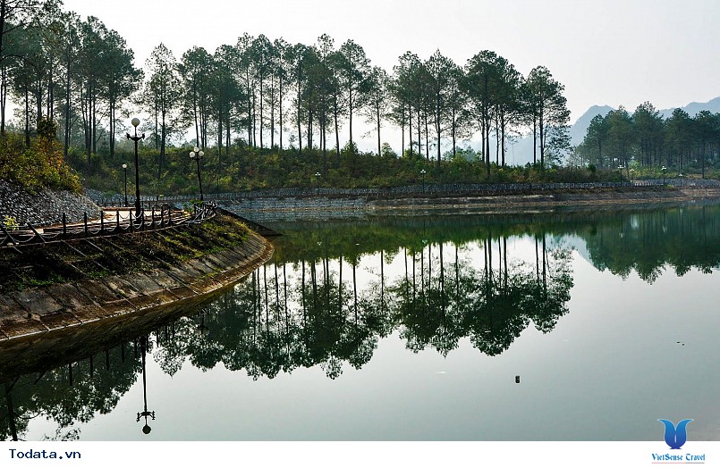 Rừng thông bản áng